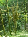 Bewitching beauty and magic of the quiet boxwood forest.