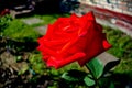 Bewitching red rose on a background of green leaves. Background with flowers