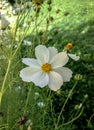 Beyaz Papatya in Garden