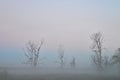 Beyond the mist, old dried trees in a fog, misterious landscape