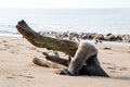 Beypore beach is a just few kms away from the Kozhikode town