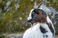 Bezoar goat. Capra hircus Royalty Free Stock Photo