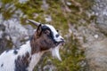 Bezoar goat. Capra hircus Royalty Free Stock Photo