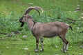 Bezoar ibex (Capra aegagrus aegagrus) Royalty Free Stock Photo