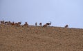 A herd of Capra or wild goats in Alborz mountains Iran