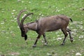 Bezoar ibex (Capra aegagrus aegagrus) Royalty Free Stock Photo