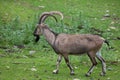 Bezoar ibex (Capra aegagrus aegagrus)