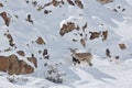 Bharal blue Sheep, Pseudois nayaur, in the rock with snow, Hemis NP, Ladakh, India in Asia. Bharal in nature snowy habitat. Face