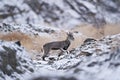 Bharal blue Sheep, Pseudois nayaur, in the rock with snow, Hemis NP, Ladakh, India in Asia. Bharal in nature snowy habitat. Face