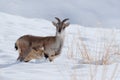 Bharal blue Sheep, Pseudois nayaur, in the rock with snow, Hemis NP, Ladakh, India in Asia. Bharal in nature snowy habitat. Face Royalty Free Stock Photo