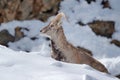 Bharal blue Sheep, Pseudois nayaur, in the rock with snow, Hemis NP, Ladakh, India in Asia. Bharal in nature snowy habitat. Face