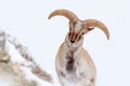 Bharal blue Sheep, Pseudois nayaur, in the rock with snow, Hemis NP, Ladakh, India in Asia. Bharal in nature snowy habitat. Face Royalty Free Stock Photo