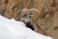 Bharal blue Sheep, Pseudois nayaur, in the rock with snow, Hemis NP, Ladakh, India in Asia. Bharal in nature snowy habitat. Face