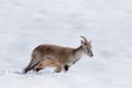 Bharal blue Sheep, Pseudois nayaur, in the rock with snow, Hemis NP, Ladakh, India in Asia. Bharal in nature snowy habitat. Face