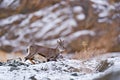 Bharal blue Sheep, Pseudois nayaur, in the rock with snow, Hemis NP, Ladakh, India in Asia. Bharal in nature snowy habitat. Bharal