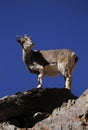 Bharal or blue sheep Pseudois nayaur Royalty Free Stock Photo