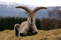 Bharal Himalayan Blue Sheep