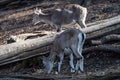 Bharal or Himalayan blue sheep or naur Royalty Free Stock Photo