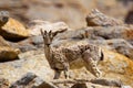 Bharal or Himalayan blue sheep or naur, Pseudois nayaur, Jammu and Kashmir