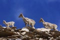 Bharal or Himalayan blue sheep or naur, seudois nayaur, Khardung village, Jammu and Kashmir Royalty Free Stock Photo