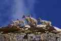 Bharal or Himalayan blue sheep or naur, seudois nayaur, Khardung village, Jammu and Kashmir Royalty Free Stock Photo