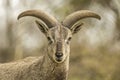 Bharal or Himalayan Blue Sheep portrait Royalty Free Stock Photo