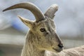 Bharal or Himalayan Blue Sheep portrait Royalty Free Stock Photo