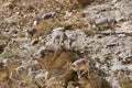 Bharal or Himalayan Blue Sheeps between the rocks in Markha valley trek, Ladakh, India