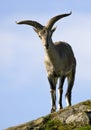 Bharal - Himalayan Blue Sheep - Central Asia