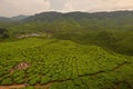 Bharat Tea Plantation