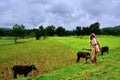 A beautiful portrait of an old Indian village man shepherd with his black colored cow in a