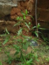 Bhringaraja plant also known as kayyonni or kayithonni. Seen in Kerala used for making hair oils