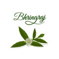 Bhringraj, Eclipta Alba or Eclipta Prostrata, also known as False Daisy is an effective herbal medicinal plant in Ayur