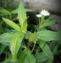 Bhringraj,Eclipta prostrata or false daisy stem in the farm