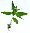 Bhringraj plant Bhringraj is also known as Eclipta prostrata. Bhringraj is a very good herbal medicine in Ayurveda