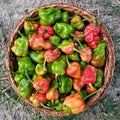 Bhut Jolokia also known as ghost pepper