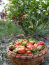 Bhut Jolokia also known as ghost pepper