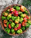 Bhut Jolokia also known as ghost pepper