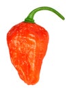 Bhut Jolokia chili pepper or the Naga Morich