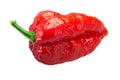 Bhut Jolokia ghost pepper, paths