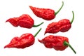 Bhut Jolokia ghost peppers c. chinense, paths