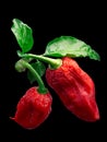 Bhut Jolokia ghost peppers, paths