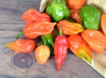 Bhut jolokia: hottest pepper Royalty Free Stock Photo