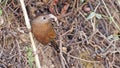 Bhutan laughingthrush (Trochalopteron imbricatum), bird of Bhutan Royalty Free Stock Photo