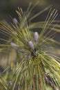 Bhutan pine young cones