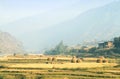 Bhutanese farmer and his cow walking in post harvesting rice fie Royalty Free Stock Photo