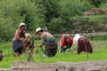 Bhutanese Women Farmers are Harvesting Rice: BHUTAN - JUN 7, 2014.