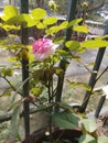 Bi color pink rose in my balcony