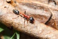 Bi-coloured arboreal ant Royalty Free Stock Photo