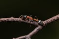 Bi-coloured Arboreal ant or Tetraponera rufonigra on branch with dark background in Thailand, They are active hunters and hunt Royalty Free Stock Photo